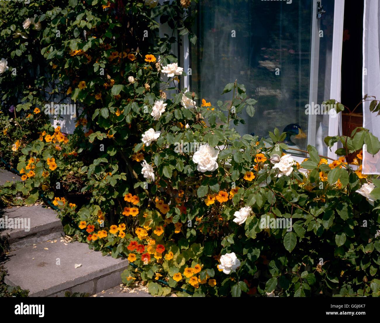 Climbing Gardens - with Rosa `Mme Alfred Carriere' entwined with Nasturtiums   CLG066720     Photos Stock Photo